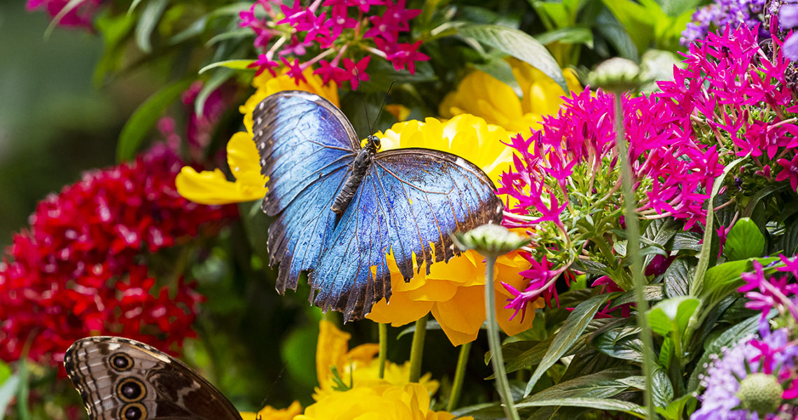 Blue Morpho Butterfly