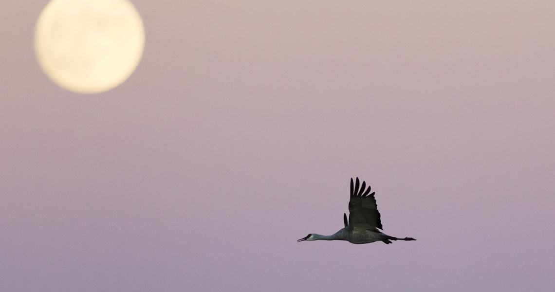 Sandhill Crane and Full Moon