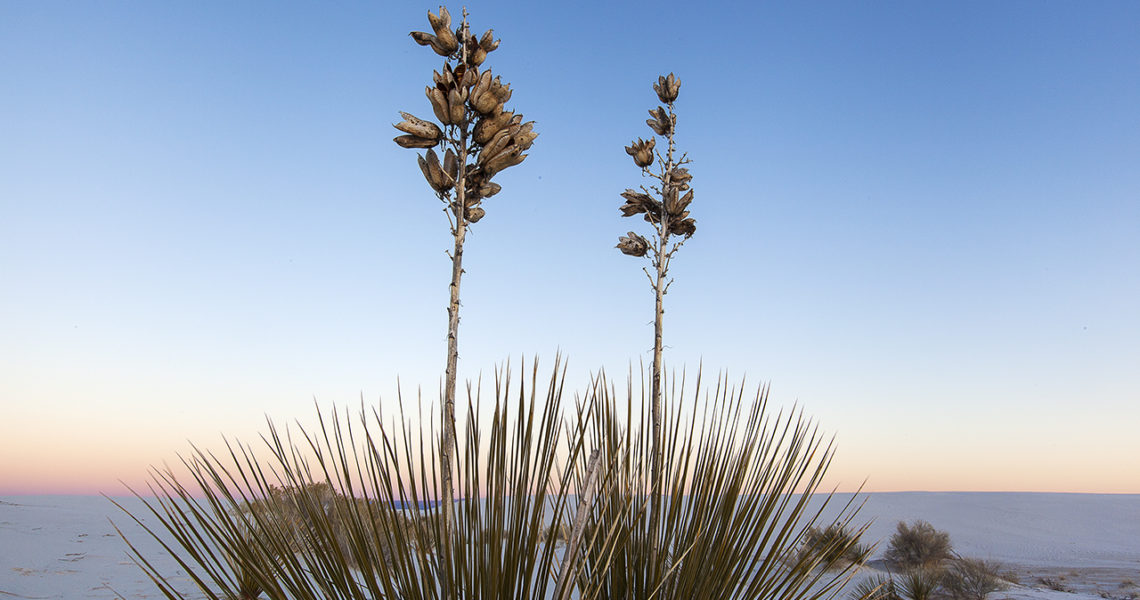 Soaptree Yucca at the White Sands National Park