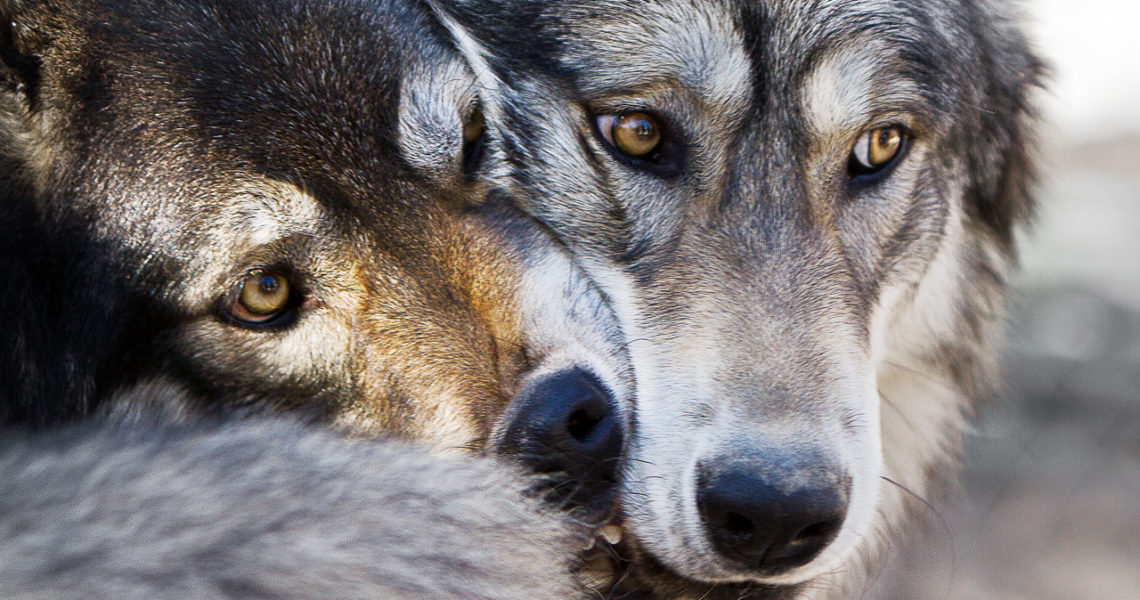 Wolf Pups at the Wolf Mountain Sanctuary in Lucern Valley, California