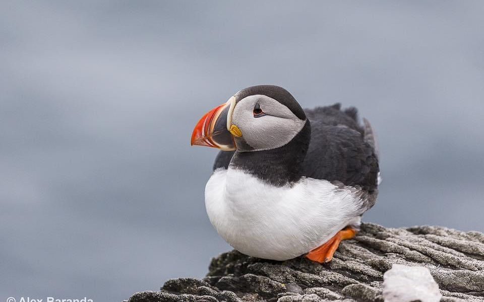 Atlantic Puffin