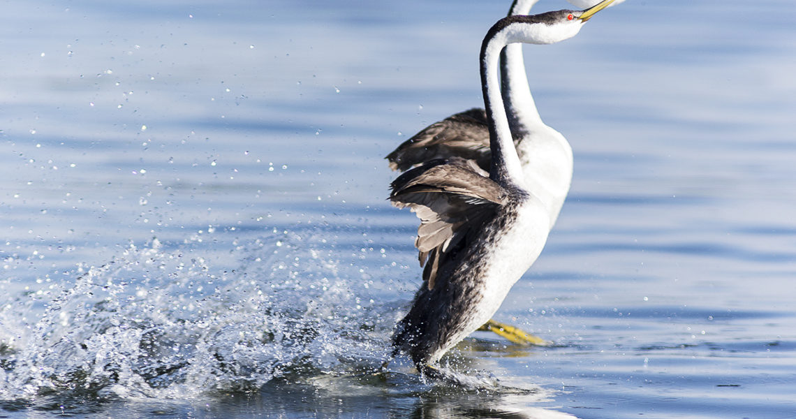 A Pair of Western Grebes Dancing