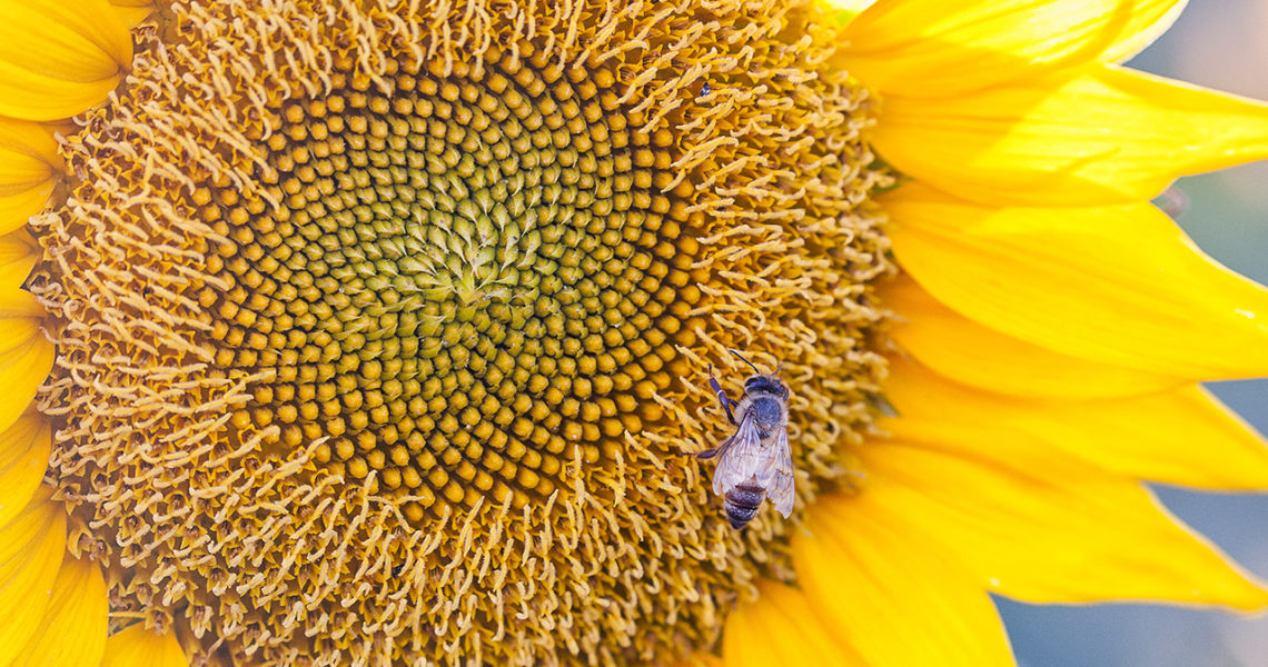 A Bee Lands on a Sunflower