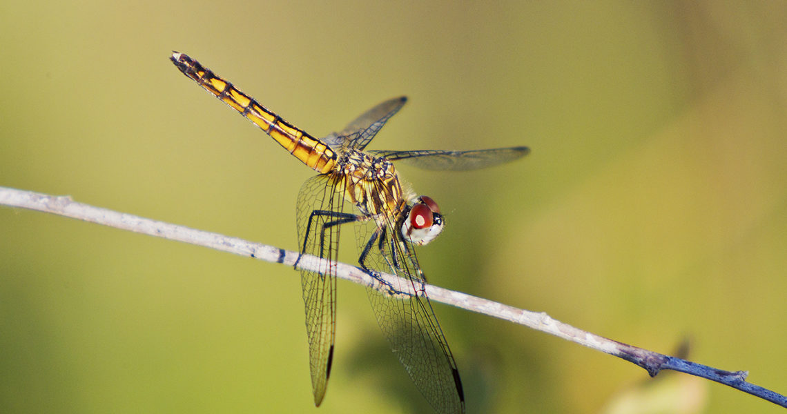 Blue Dasher Dragonfly