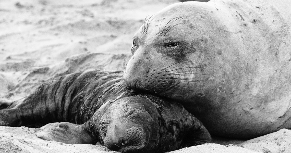 Northern Elephant Seal